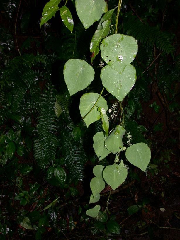 Cissampelos tropaeolifolia habit