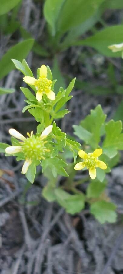 Ranunculus trilobus flower