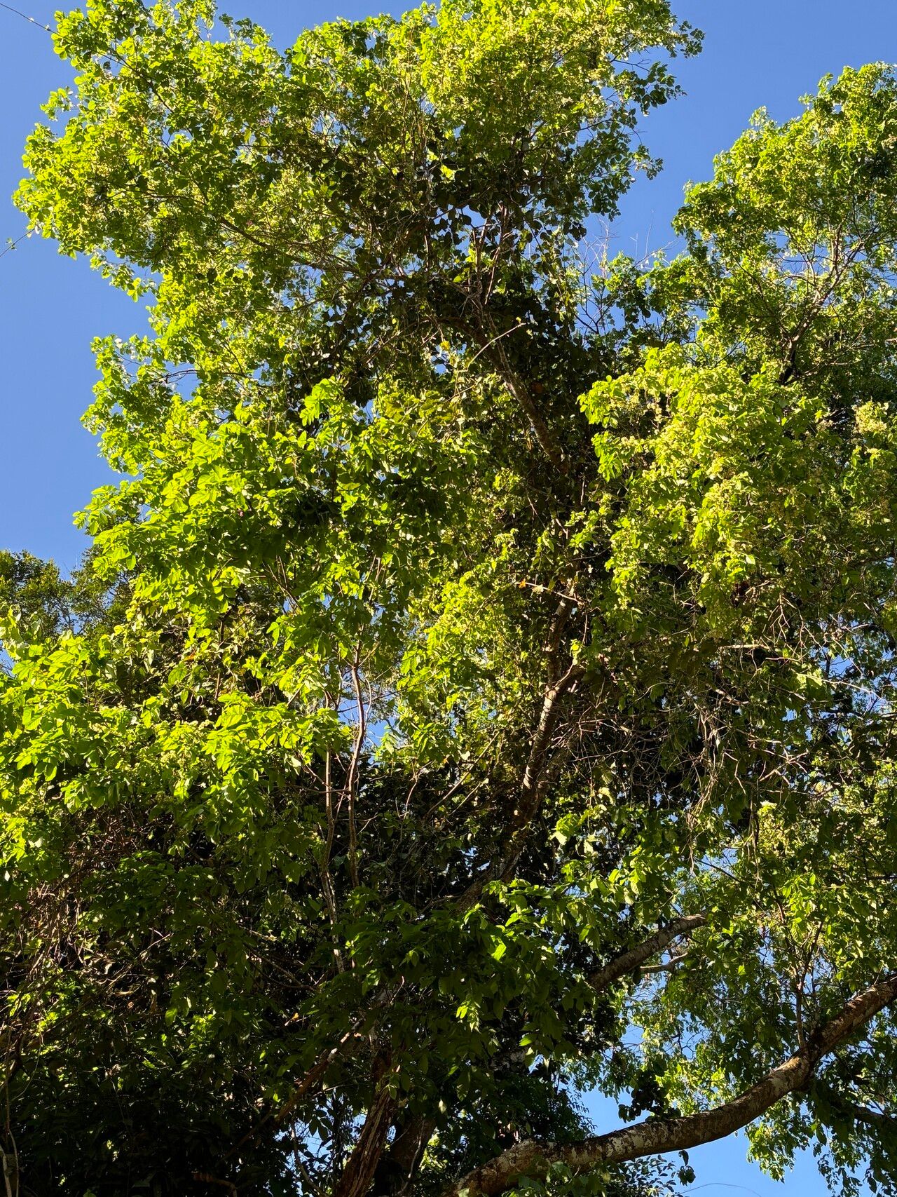 Inga heterophylla habit