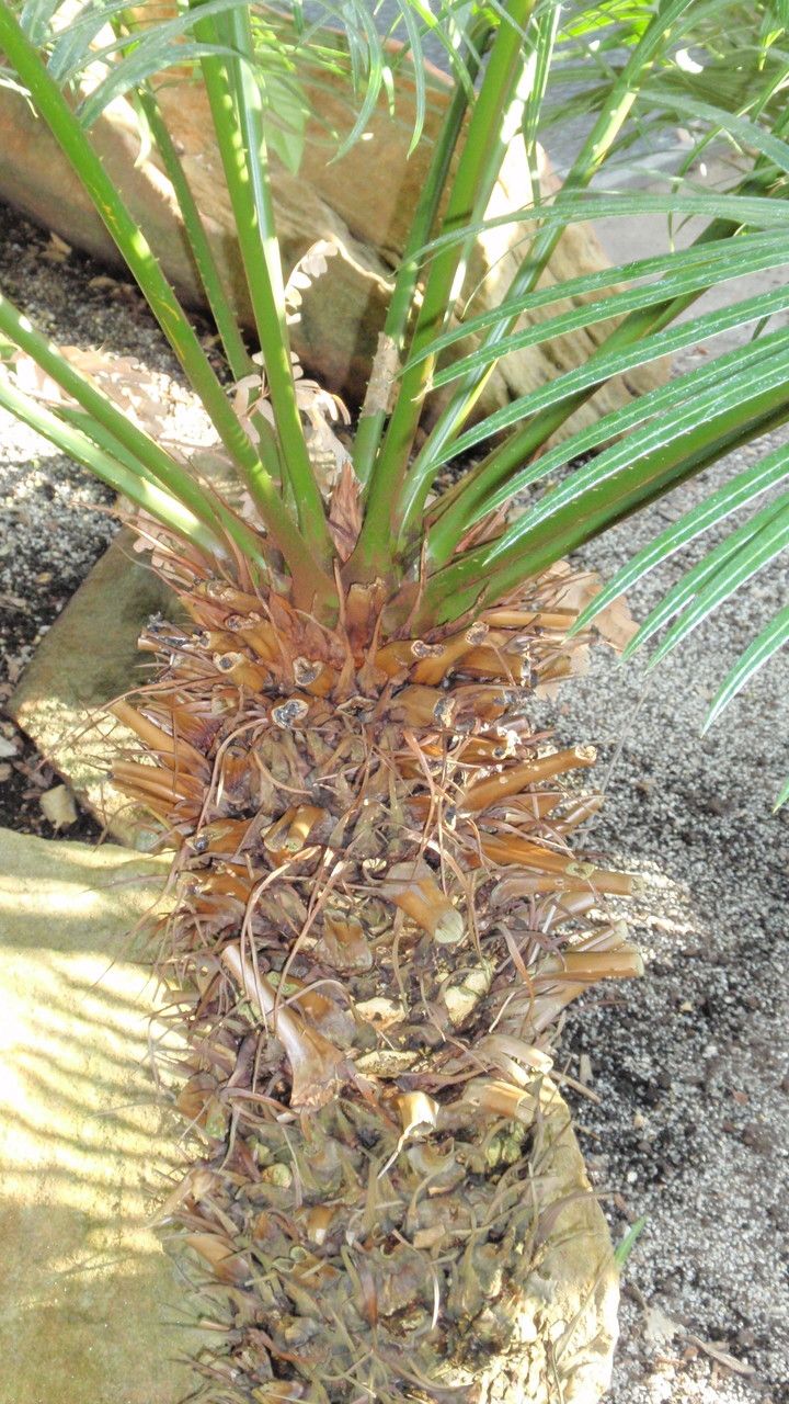 Cycas silvestris bark
