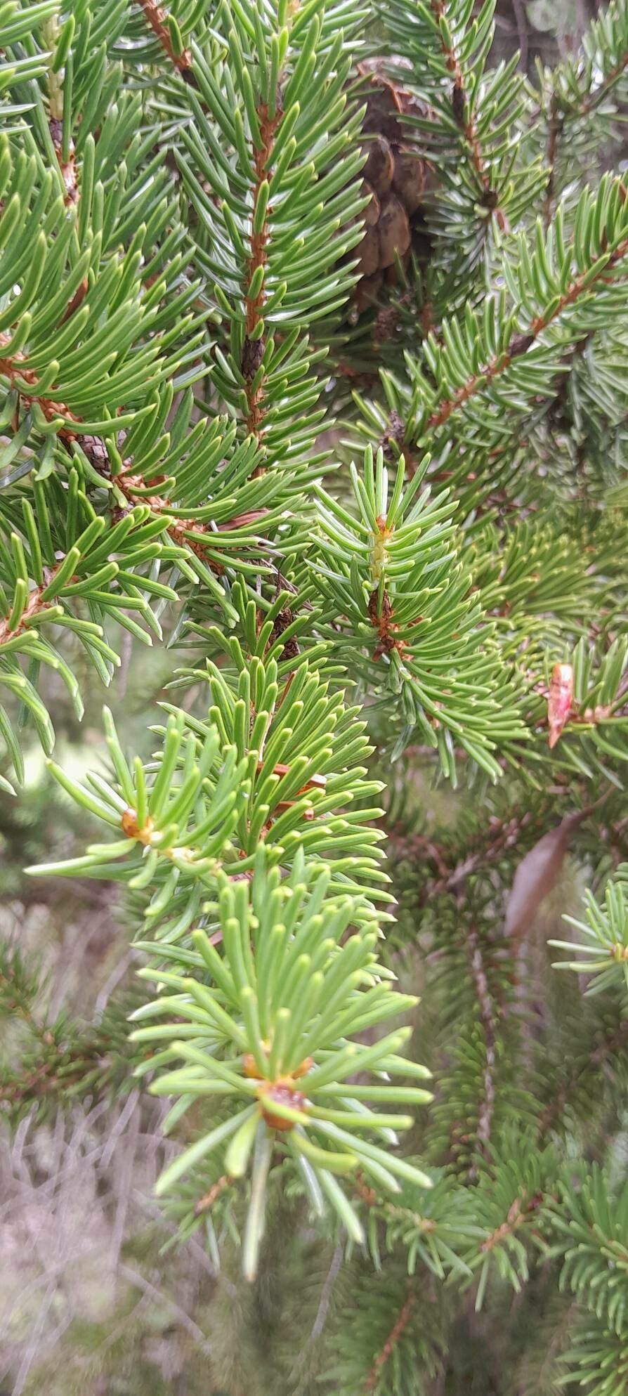 Picea polita leaf