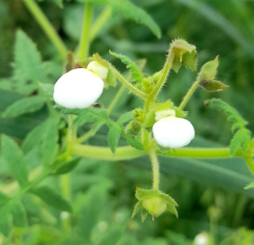 Calceolaria chelidonioides flower
