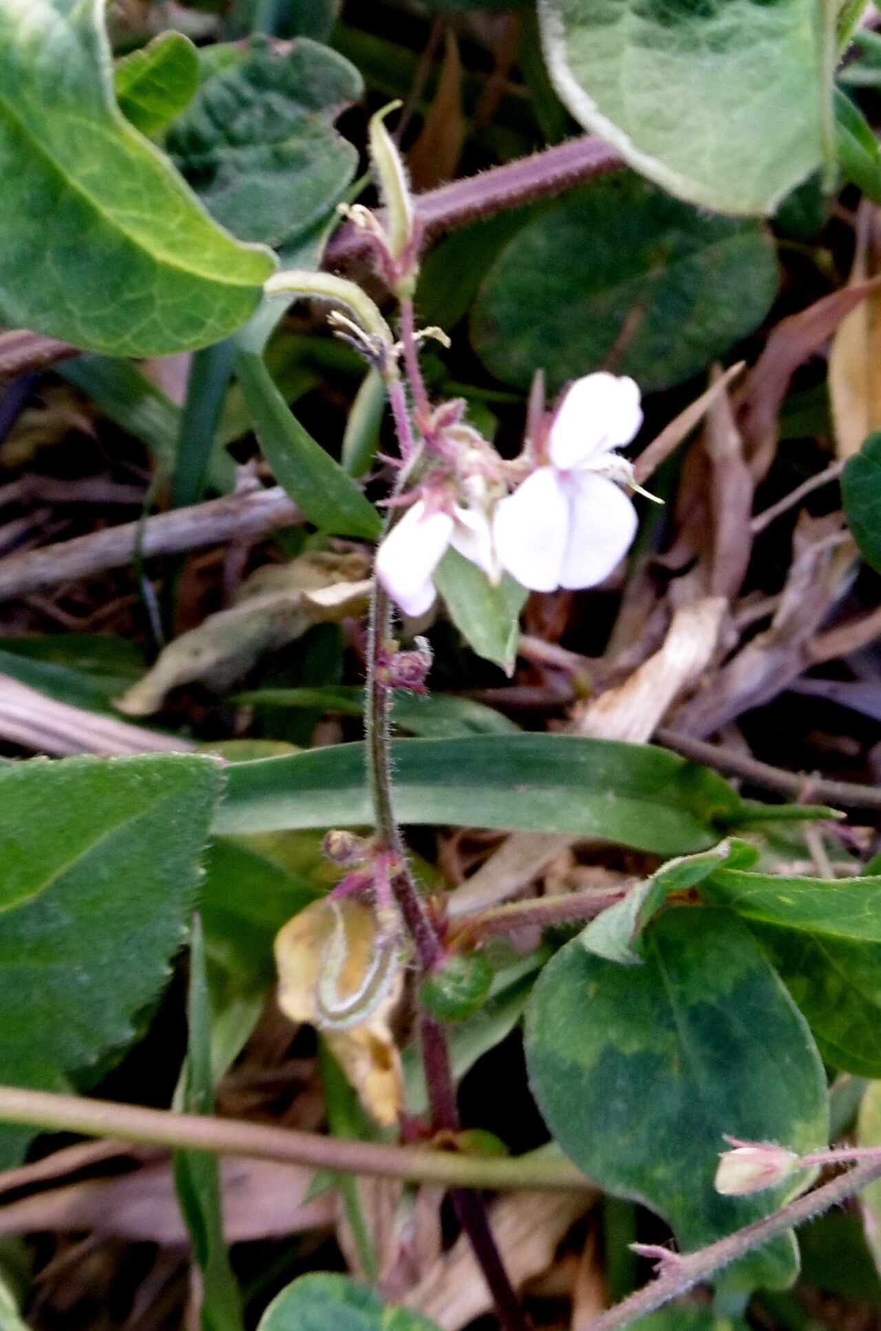 Pleurolobus gangeticus flower