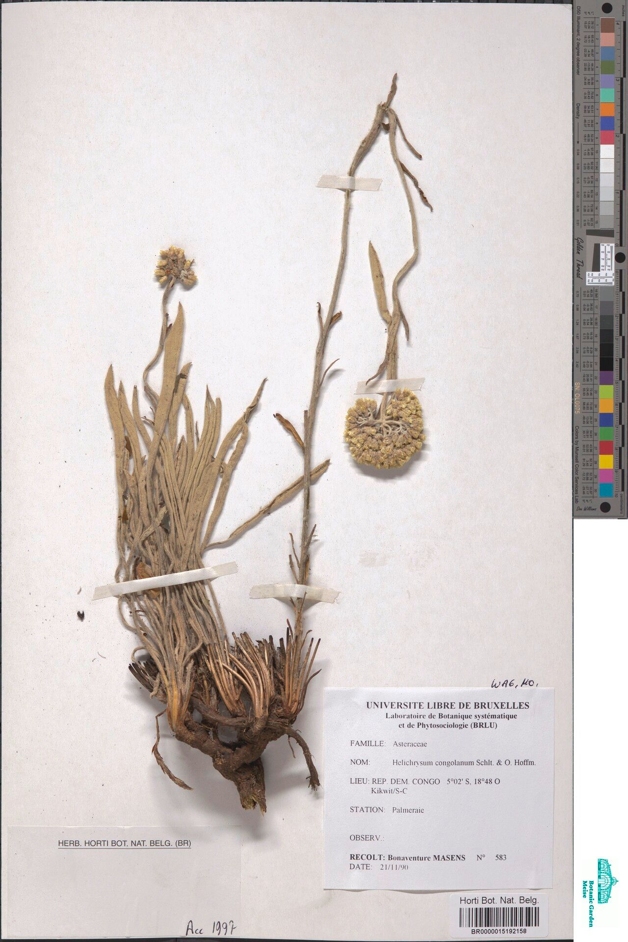 Helichrysum congolanum — search result for 'Helichrysum'