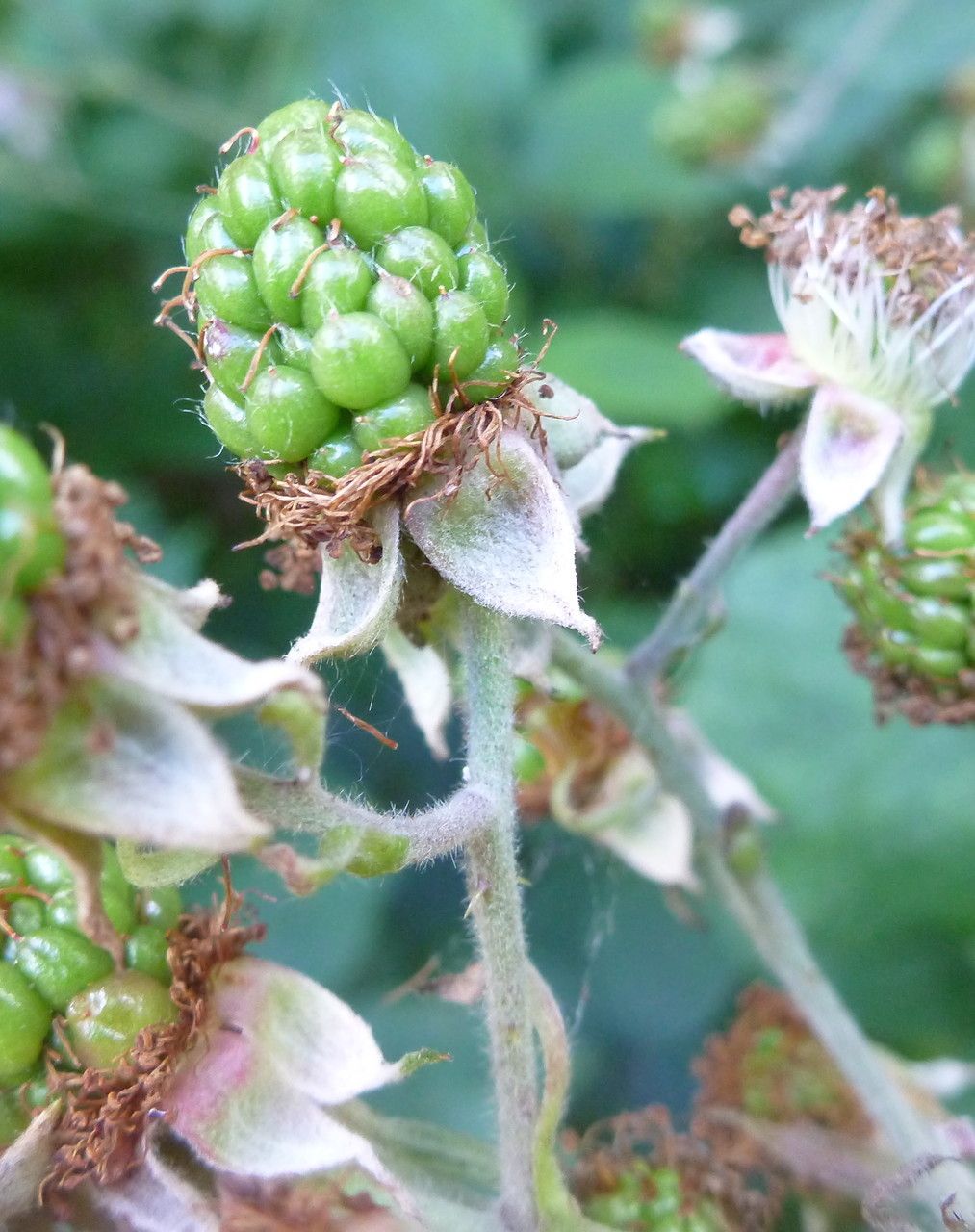 Rubus subinermoides fruit