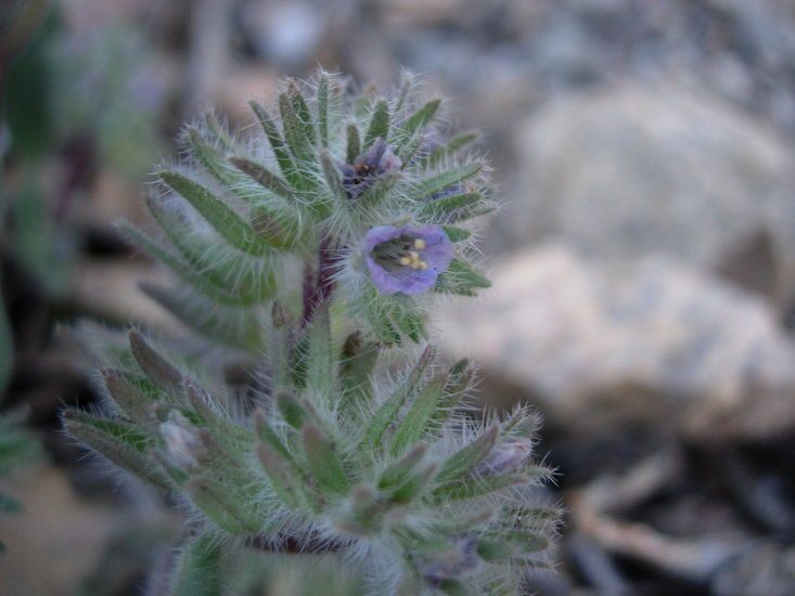 Phacelia novenmillensis flower