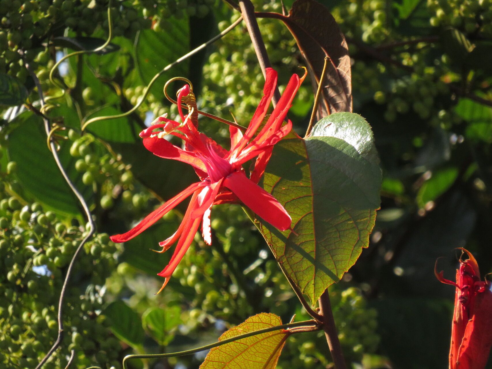 Passiflora quadrifaria flower