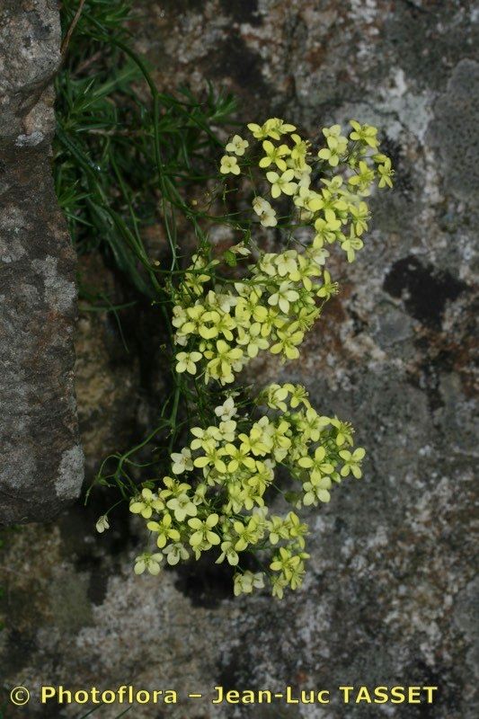 Biscutella intricata flower
