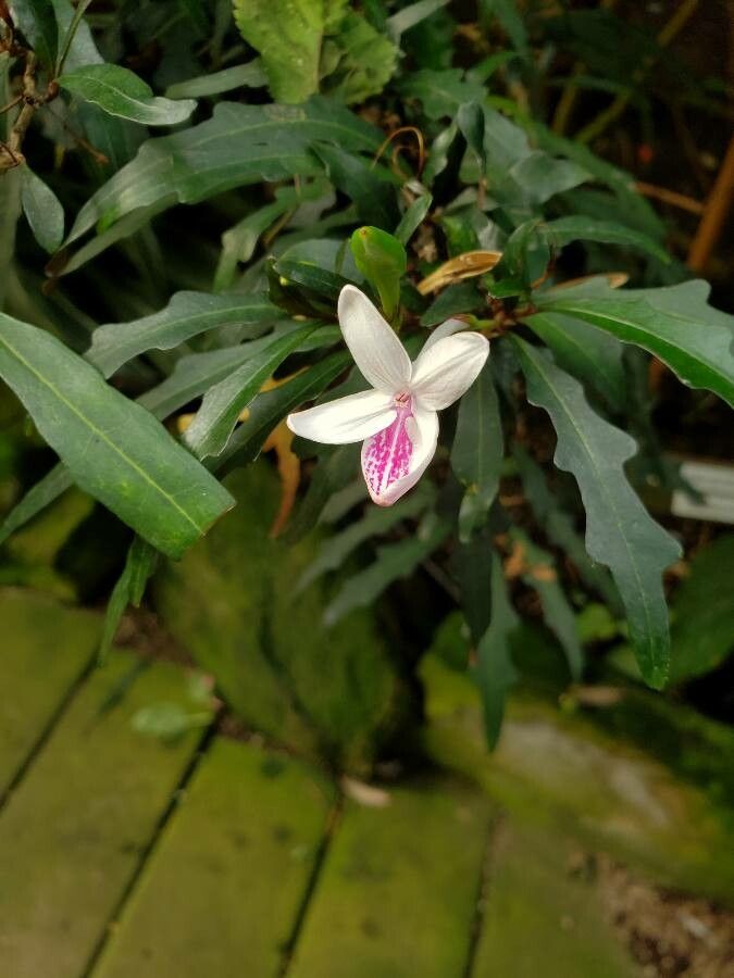 Pseuderanthemum longifolium flower