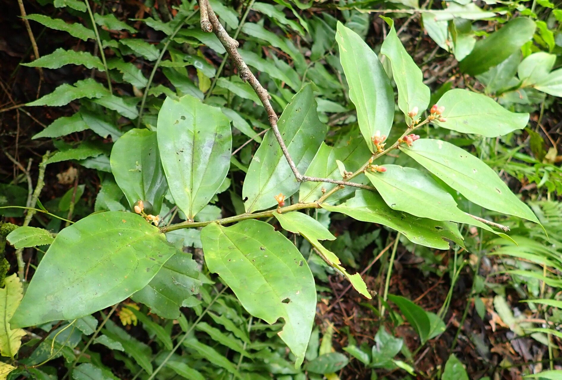 Olax triplinervia habit