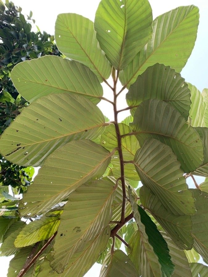Dipterocarpus obtusifolius leaf