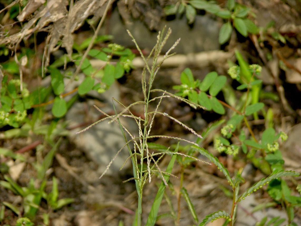 Leptochloa scabra habit