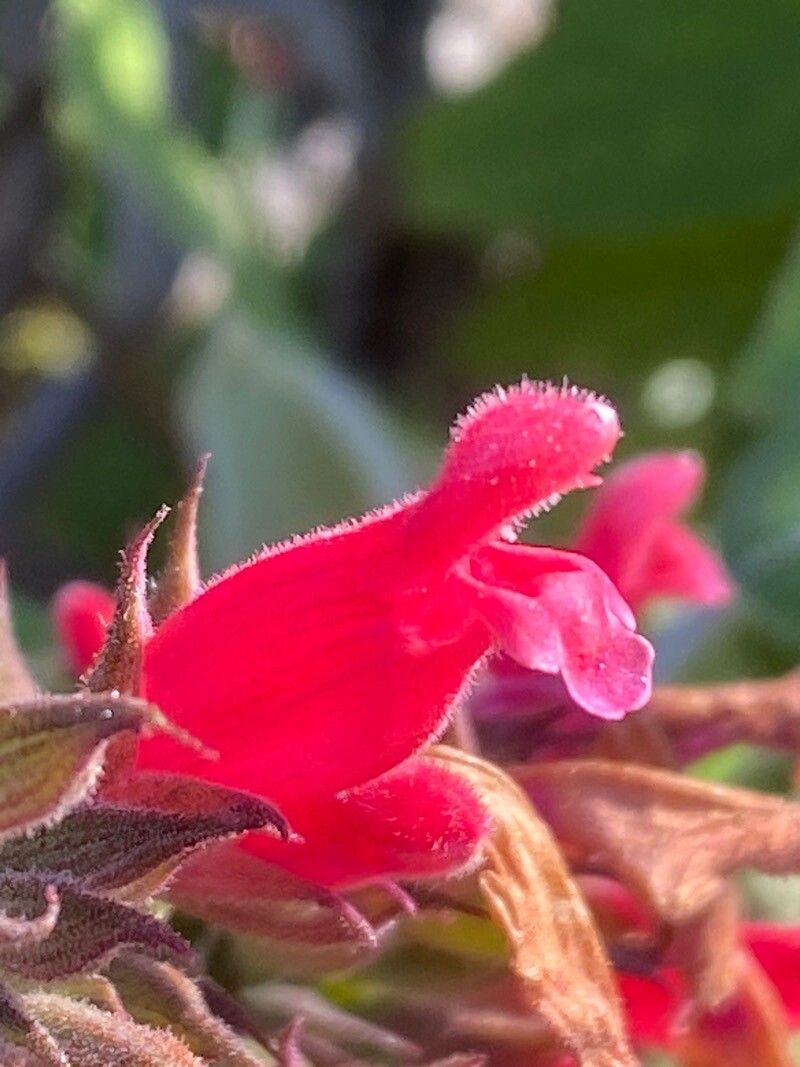 Salvia karwinskii flower
