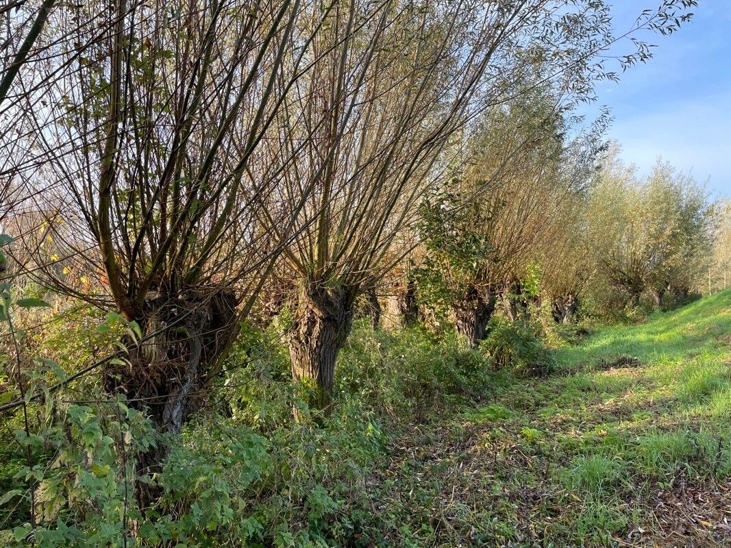 Salix × fragilis habit