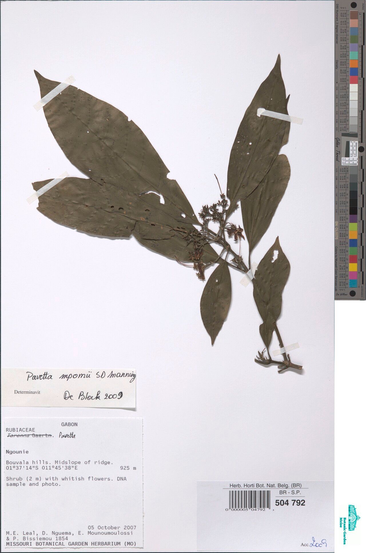 Pavetta mpomii — houseplant care guide