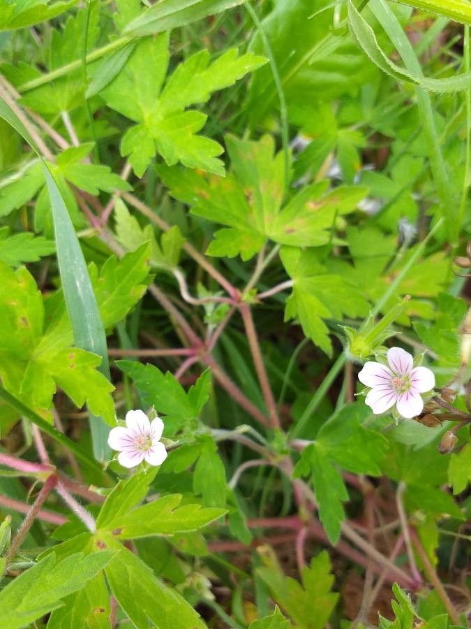 Geranium sibiricum flower