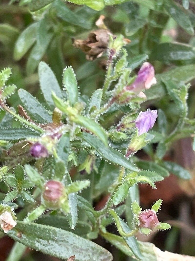 Chaenorrhinum minus — houseplant care guide