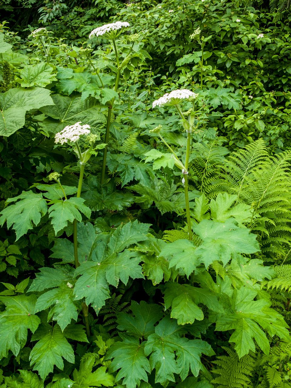 Heracleum lanatum