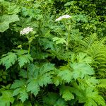 Heracleum lanatum