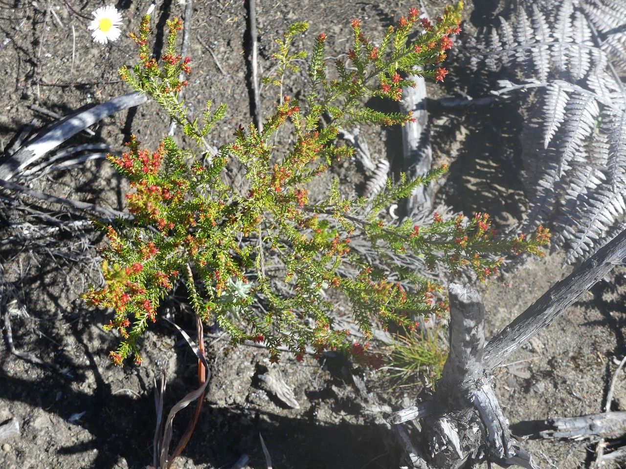 Erica comorensis habit