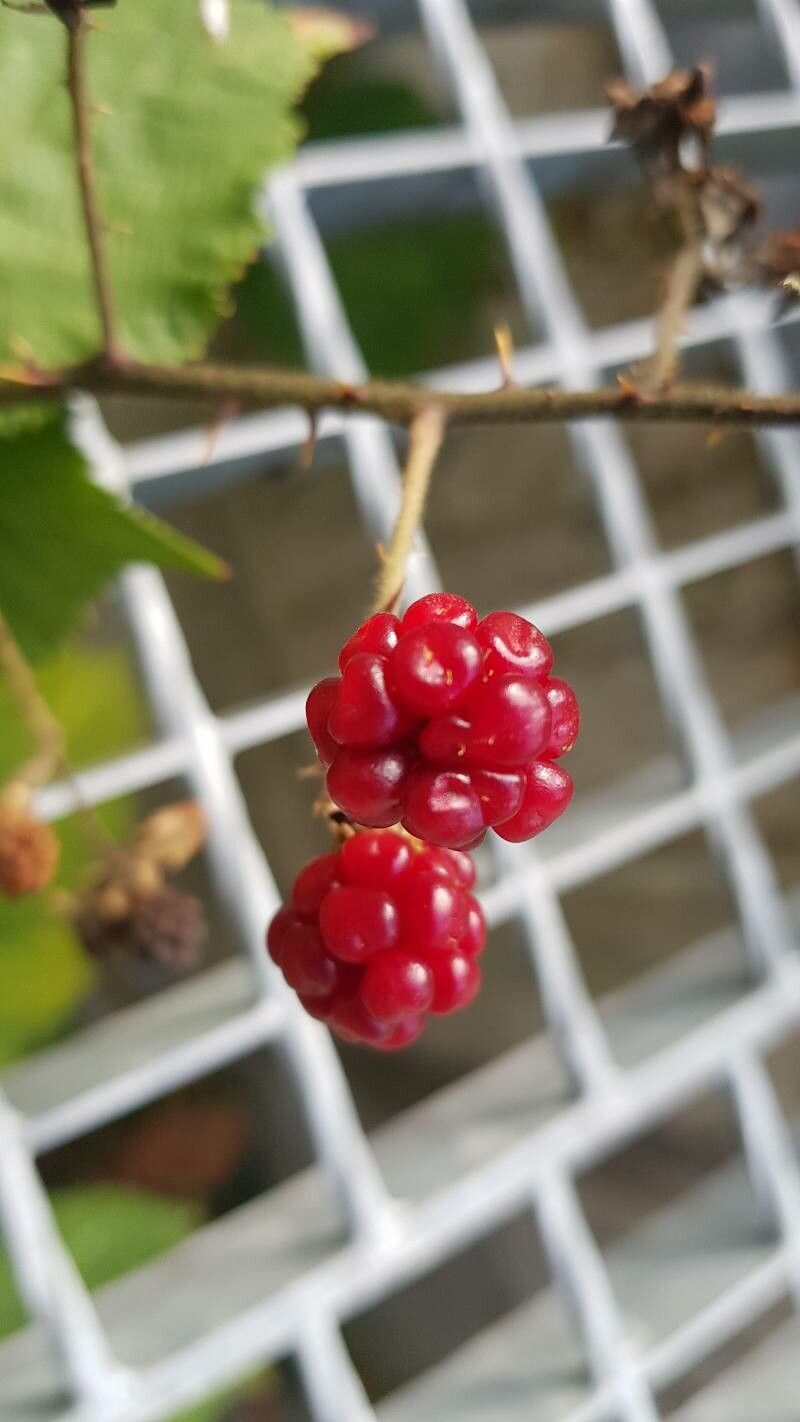 Rubus bertramii fruit