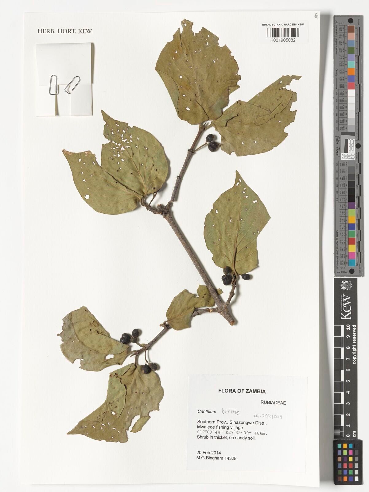 Afrocanthium burttii — related species from the same genus