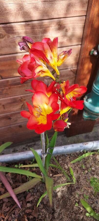Freesia x hybrida flower
