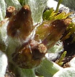 Mniodes piptolepis flower