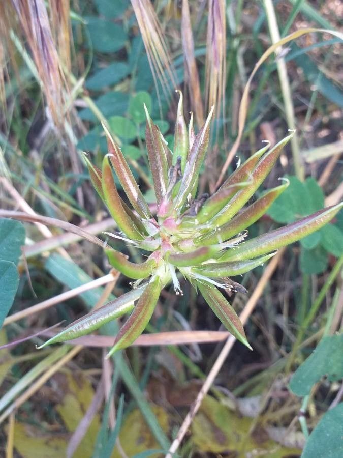 Astragalus glycyphyllos fruit