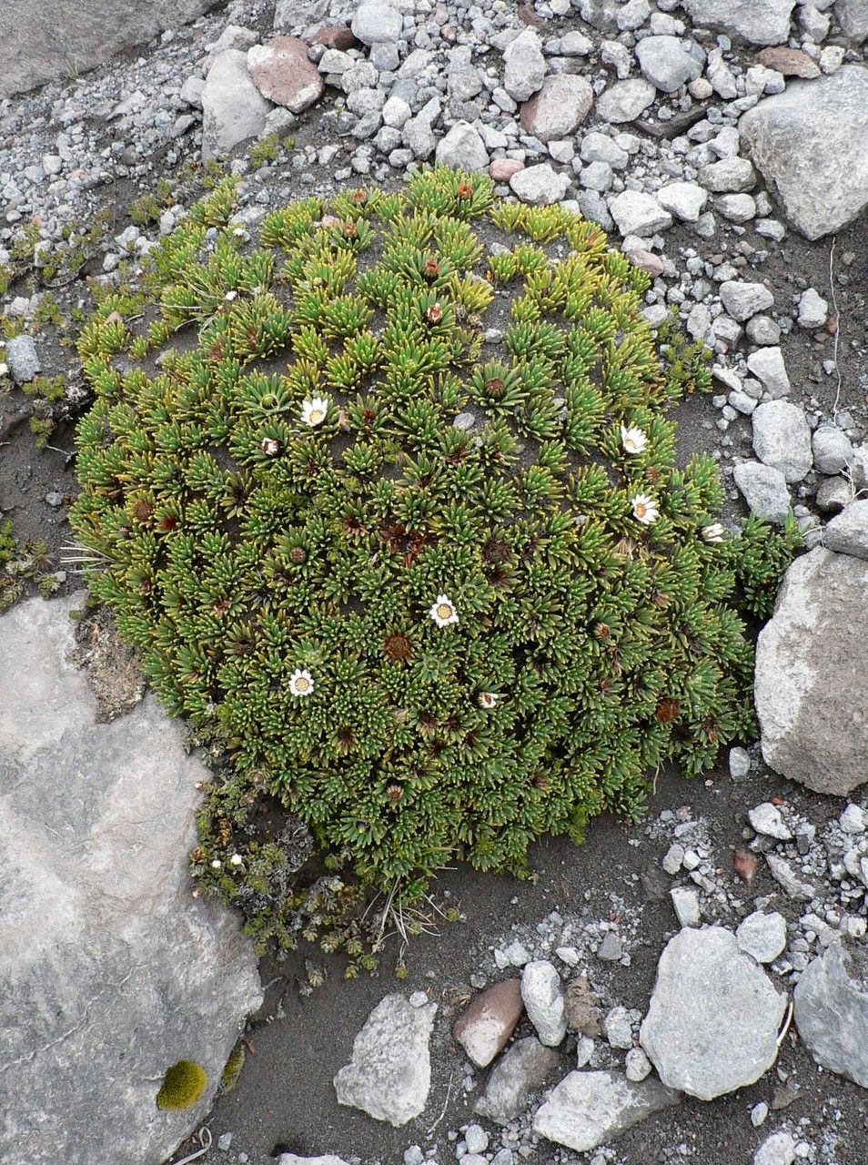 Werneria humilis — houseplant care guide