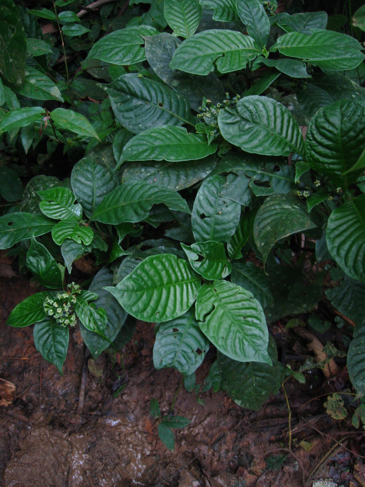 Psychotria letouzeyi — houseplant care guide