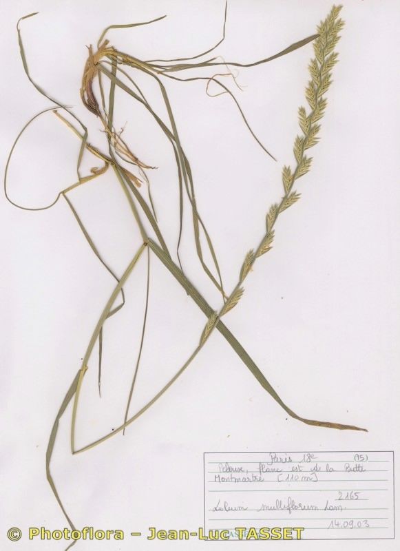 Lolium × boucheanum habit