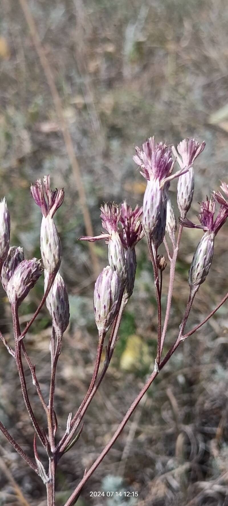 Jurinea multiflora flower