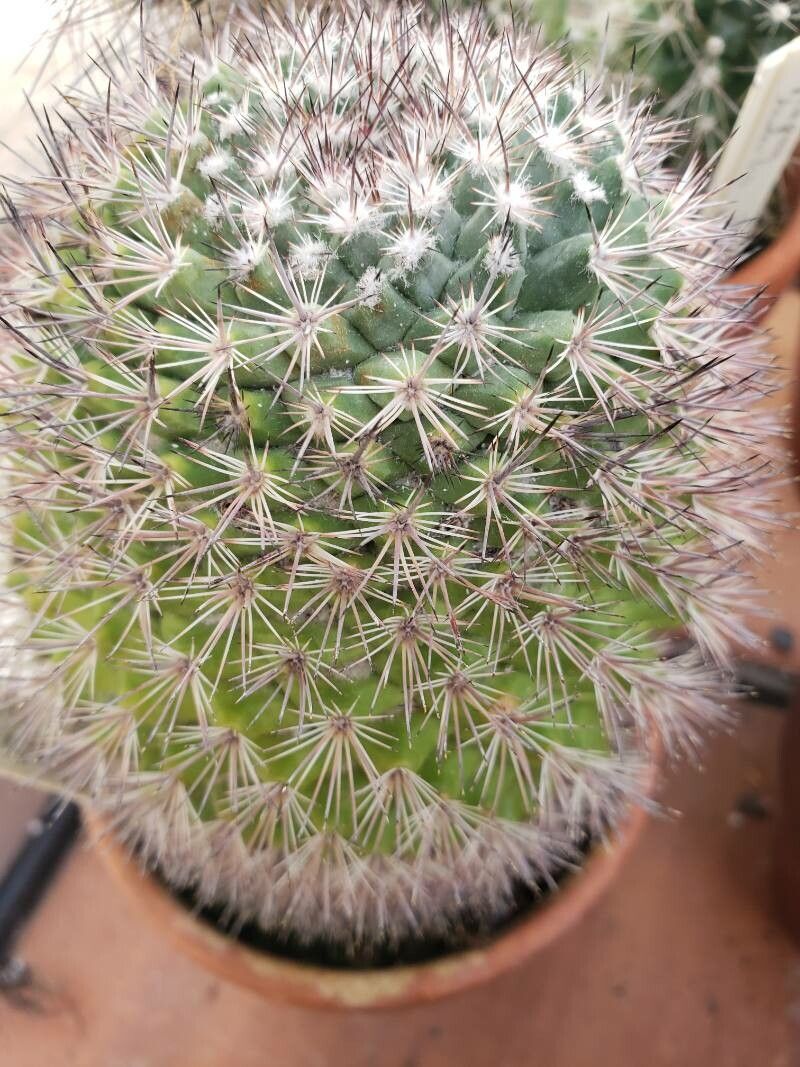 Mammillaria johnstonii — search result for 'Mammillaria'