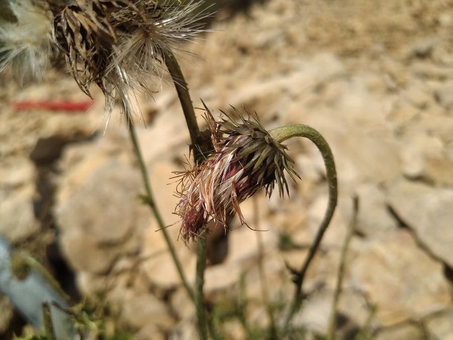 Carduus defloratus fruit