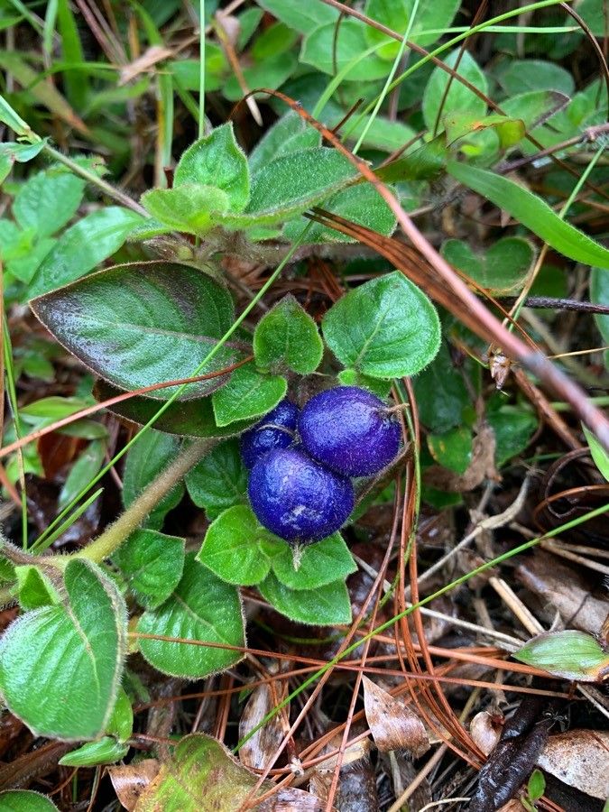 Coccocypselum hirsutum fruit