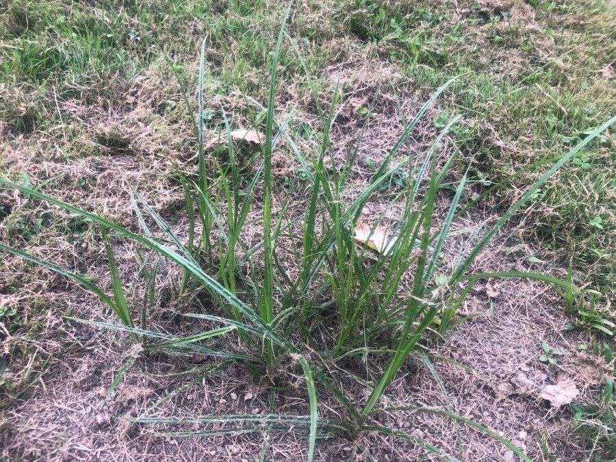 Deschampsia flexuosa — houseplant care guide