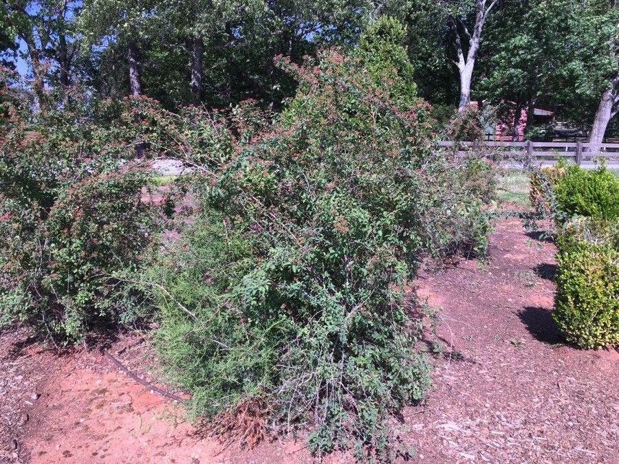 Ceanothus leucodermis flower