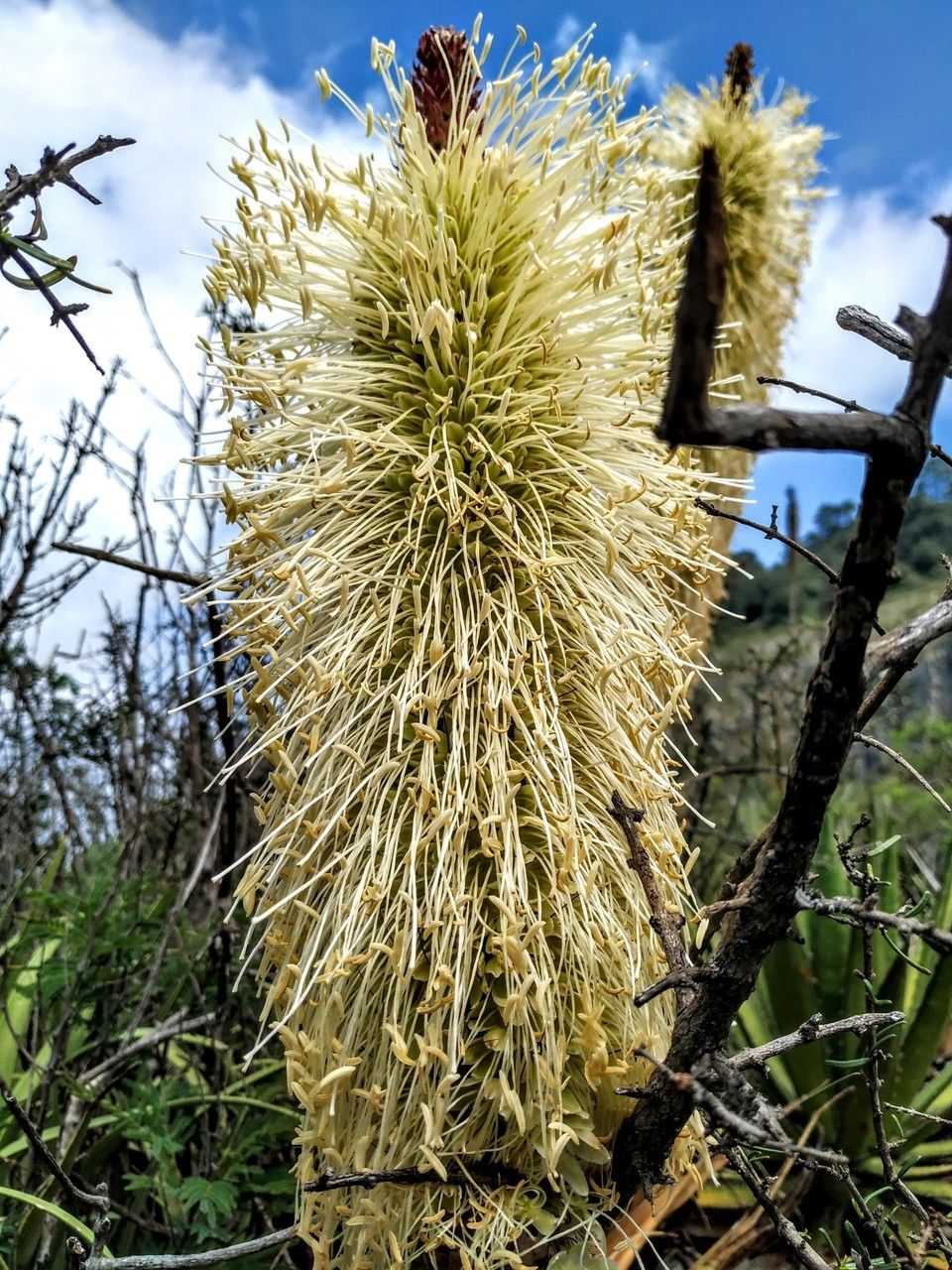 Agave bracteosa flower