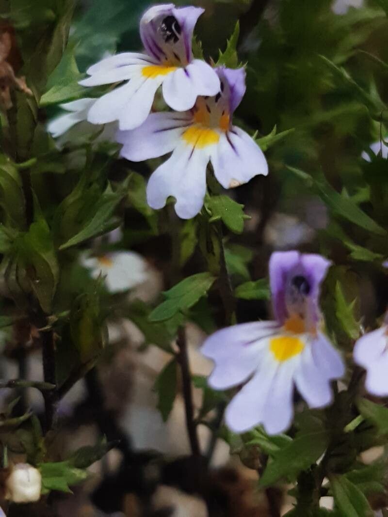Euphrasia picta flower