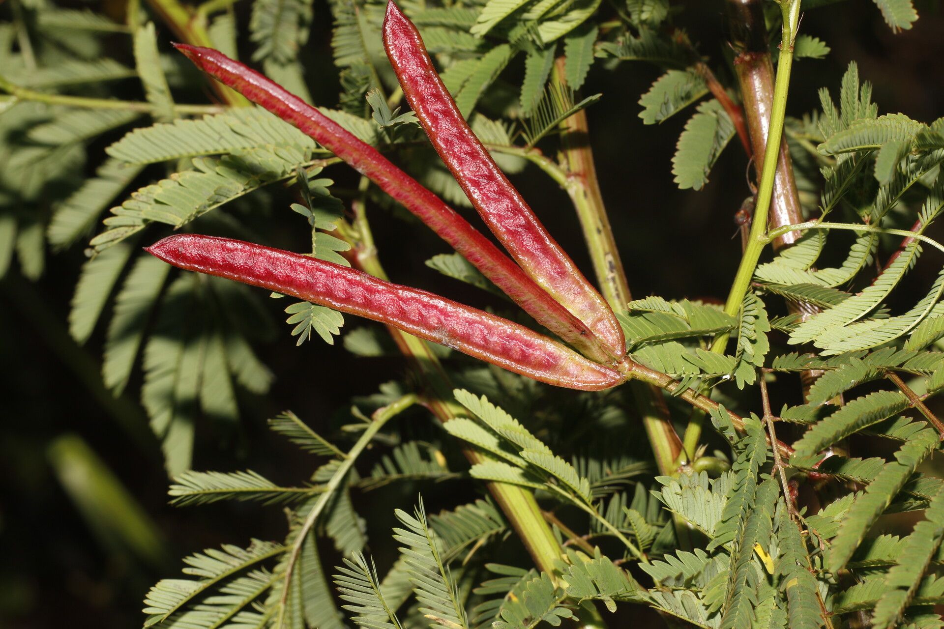 Desmanthus leptophyllus — related species from the same genus