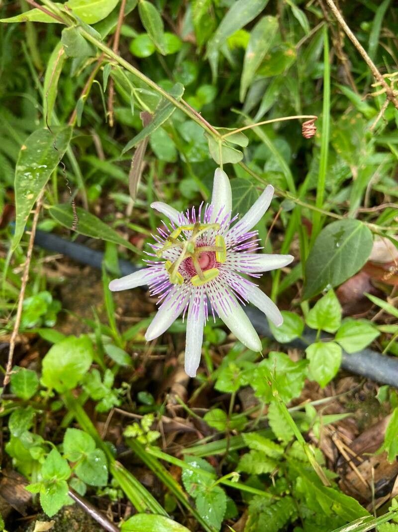 Passiflora miersii flower