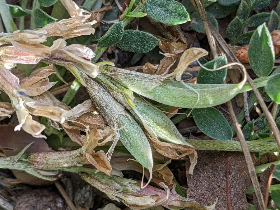 Astragalus incanus fruit
