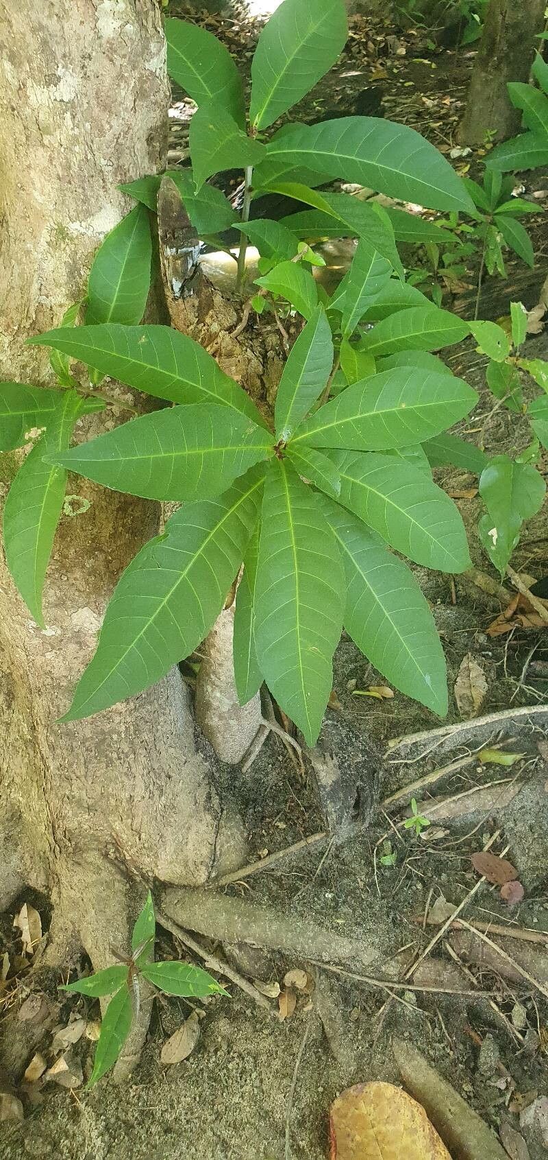Barringtonia integrifolia leaf