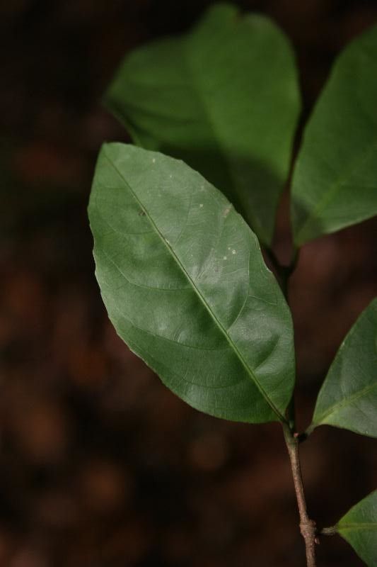 Rinorea amapensis leaf