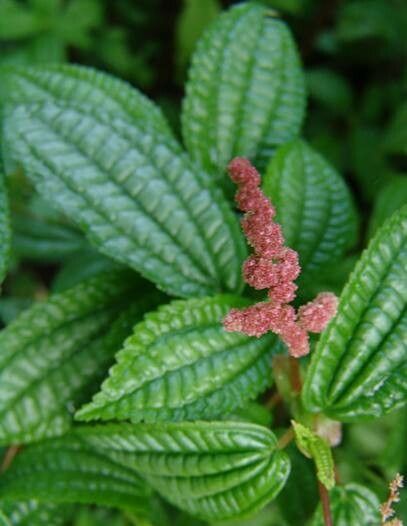 Pilea crassifolia — search result for 'Pilea'