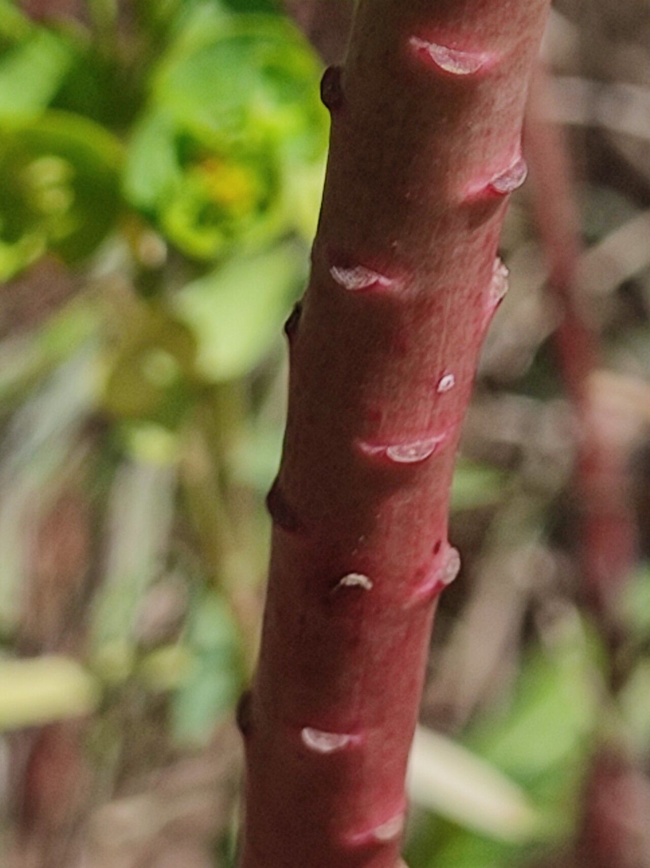 Euphorbia pterococca bark