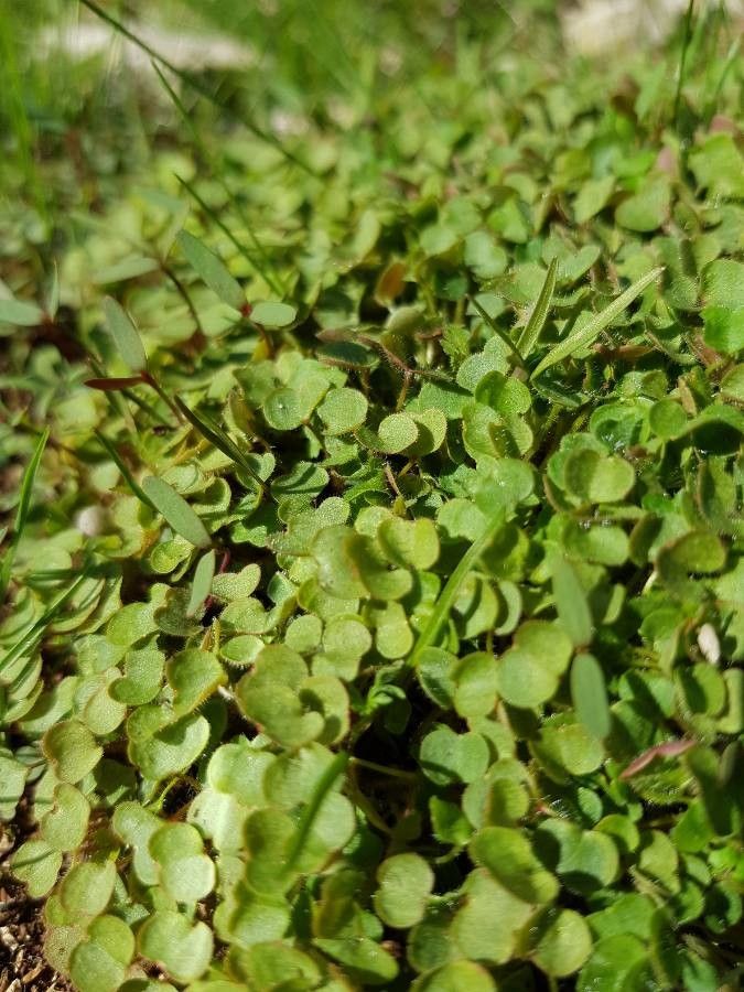 Mentha requienii leaf