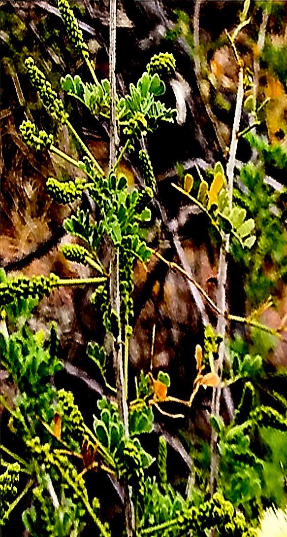 Senegalia greggii — search result for 'Mimosa'