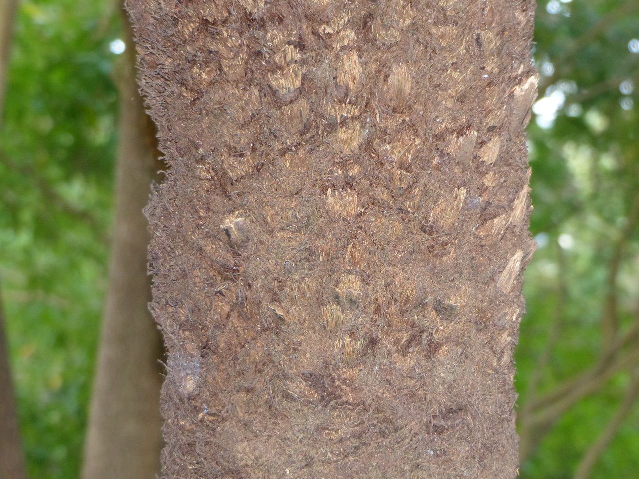 Alsophila dregei bark